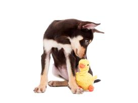 Laboni Emma Ente Kult-Spielzeug für Hunde 2
