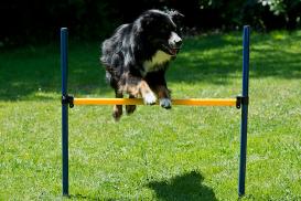 Dog Agility Slalom und Hürden Agility Set 2