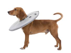 Schutzkragen für Hunde L 2