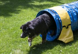 Profi Hunde Agility Tunnel FCI konform blau 2