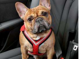 B-Ware Kleinmetall Allsafe® Comfort Hunde Sicherheitsgurt TÜV geprüft 2