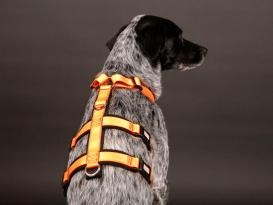 Style Snout Sicherheitsgeschirr Patch & Safe Neon-Orange-Black 2