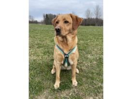 Feltmann Kreuzgeschirr Hundegeschirr Standard Soft Grip türkis/braun 75 - 100 cm 2