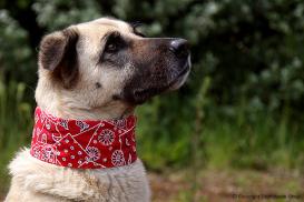 Coolkeeper Kühlhundehalsband Red Western 4XL 2