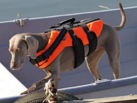 Rukka Pets Schwimmweste für Hunde Safty orange XL 2