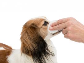 Eye Care Augenpflege-Pads für Hunde 2