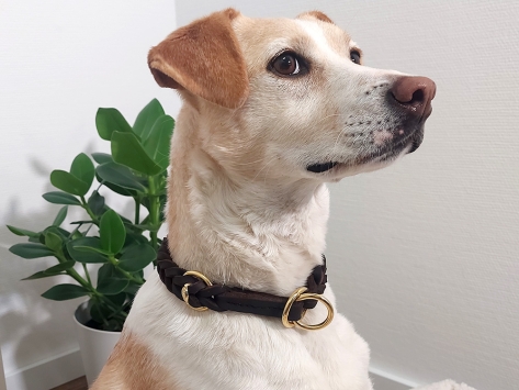 Relaxoo Fettleder Zugstopp-Halsband geflochten Messing Just Hundesport Edition