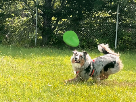 Moby Softbaits Soft Frisbee für Hunde Lemon Sunshine