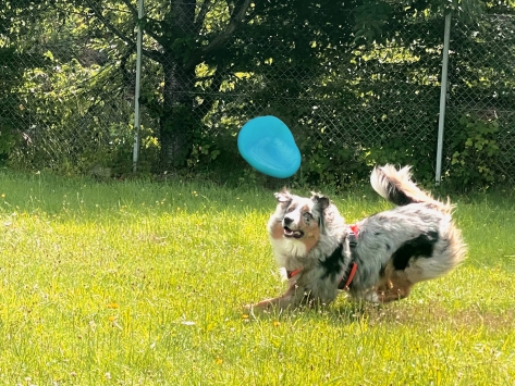 Moby Softbaits Soft Frisbee für Hunde Türkis