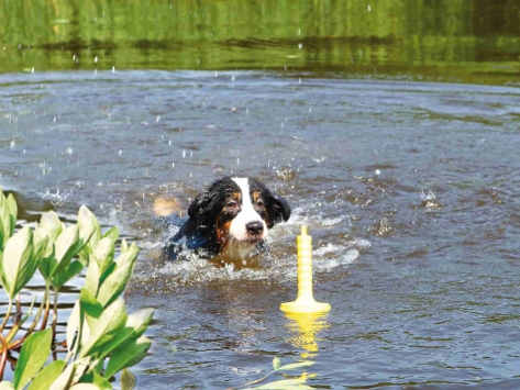 Dog Activity MOT® Aqua Wasserspielzeug