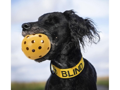Lochball mit Schelle speziell für blinde Hunde 7 cm