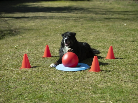 Dog Golf Spielset für Hunde