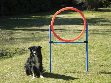 Dog Agility Champion Sprungring 70 cm