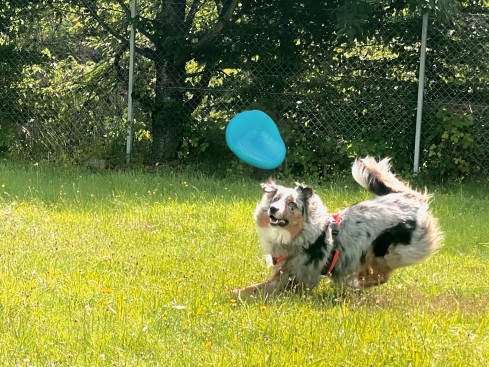 Moby Softbaits Soft Frisbee für Hunde Türkis