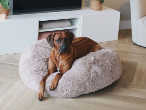 District 70 FUZZ 2.0 Donut abziehbares Hundebett dark grey