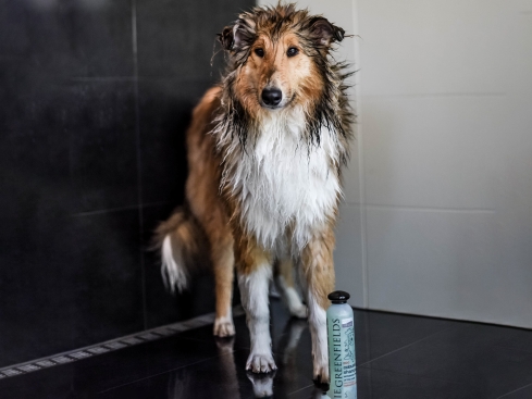 Greenfields Shampoo für Hunde mit farbigem Fell