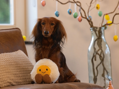 Beeztees Hundespielzeug Plüsch Spiegelei Happy Egg