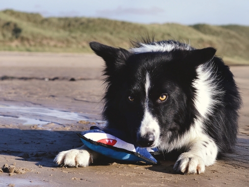 Rough & Tough Hundespielzeug großer Hai