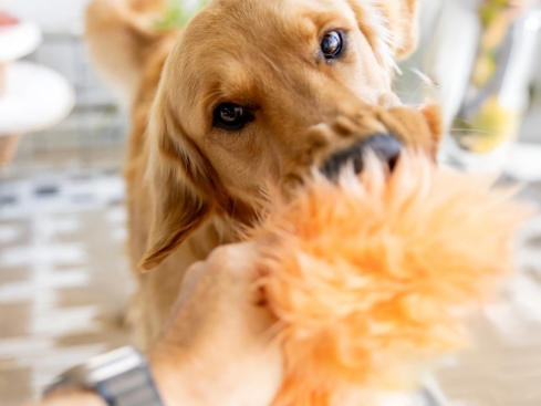 Rowdies® Hunde-Plüschspielzeug Erik