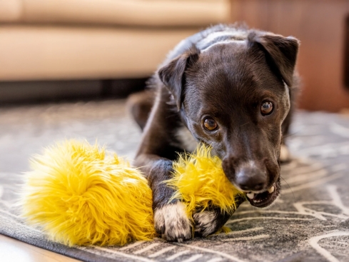 Rowdies® Hunde-Plüschspielzeug Leif