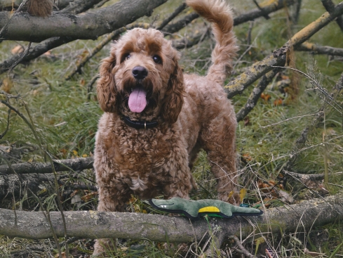 Rough & Tough Hundespielzeug Krokodil