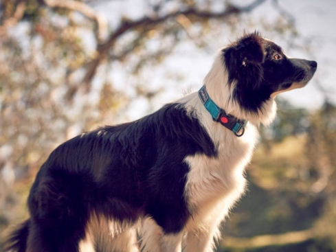 Rukka Pets Halsband Bliss türkis