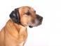 Mutt Muffs® Gehörschutz für Hunde -schwarz- 2