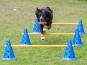 Dog Agility Wunsch-Parcours 2