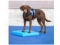 Hunde pads - Der absolute Gewinner unserer Produkttester