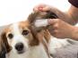 Ear Care Ohrenpflege für Hunde Fingerpads 2