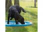 Cool Pets Splash Pool Springbrunnen für Hunde 2