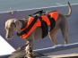 Rukka Pets Schwimmweste für Hunde Safty orange 2