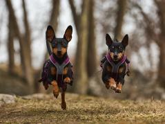 Non-Stop Dogwear Hundegeschirr Line Harness 5.0 purple 3