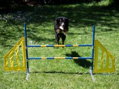 Hundesport Agility Hürde mit Seitenteilen 3
