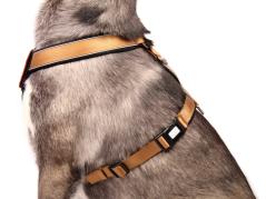 Style Snout Brustgeschirr Patch & Style Gold 3