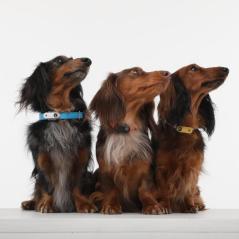 TickLess Mini Pet Ultraschall Anhänger für Hunde 3