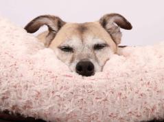Style Snout große kuschelweiche Schlaf-Schlange für Hunde 3