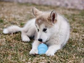 Puppy Kong -M- 3