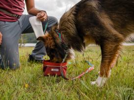 Ruffwear Flat Out™ Hundehalsband Colorado River 3