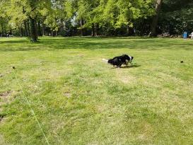 Dog Comets Star Chaser Jagdspielzeug für Hunde 3