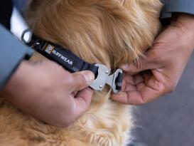 Ruffwear Top Rope™ 2.0 Hundehalsband mit Metalllverschluss Basalt Gray 36 - 51 cm 3