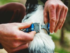 Ruffwear Top Rope™ 2.0 Hundehalsband mit Metalllverschluss Blue Pool 3