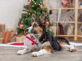 Weihnachts-Plüschhund Hundespielzeug 3