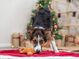 Weihnachts-Plüsch-Lebkuchen Hundespielzeug 3