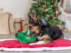 Weihnachts-Plüsch-Kranz Hundespielzeug 3