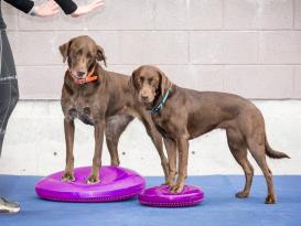 FitPAWS® Balance Disc lavendel 36 cm 3