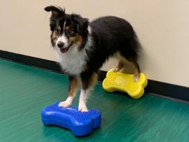 FitPAWS® K9 FITbone™ MINI 2-er Set razzleberry 3