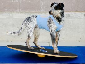 FitPAWS® Wobble Board Ø 50 cm 3