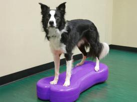 FitPAWS® Giant K9  FITbone™ violett 3