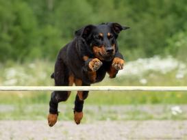 Back on Track Hundesprunggelenkschoner Paar mit Klettverschluss 3